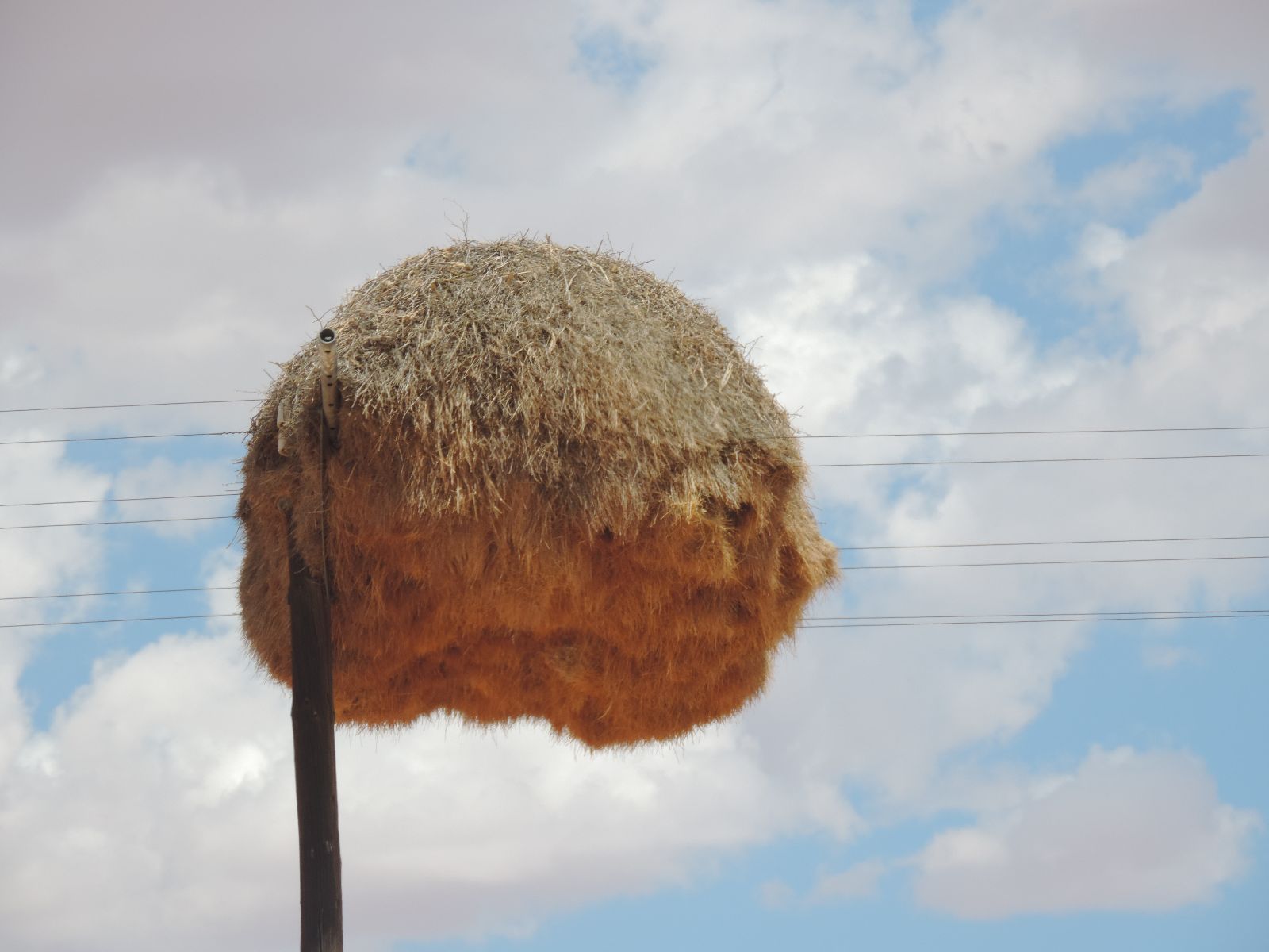 Sociable Weavers nest(1).JPG